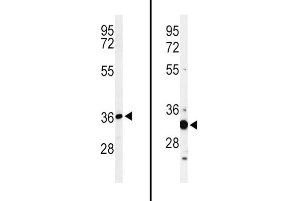 ST8SIA4 antibody  (AA 186-214)