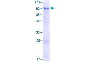 Chromosome 2 Open Reading Frame 63 (C2orf63) (AA 1-586) protein (GST tag)