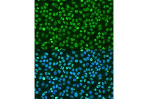 Immunofluorescence analysis of U2OS cells using Histone H2AX Rabbit pAb (ABIN7267725) at dilution of 100 (40x lens). (Histone H2A antibody  (C-Term))