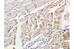 Formalin-fixed and paraffin embedded mouse pancreas labeled with Anti-4 Hydroxynonenal Polyclonal Antibody, Unconjugated  at 1:200 followed by conjugation to the secondary antibody and DAB staining.