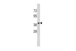 Western blot analysis of SRC Antibody (C-term) (ABIN390705 and ABIN2840989) in Y79 cell line lysates (35 μg/lane). (SPARC antibody  (C-Term))