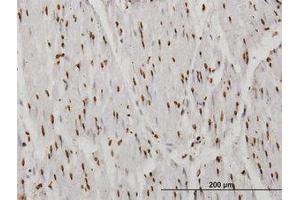Image no. 1 for anti-TATA Box Binding Protein Associated Factor 11 (TAF11) (AA 158-211) antibody (ABIN598956) (TAF11 antibody  (AA 158-211))