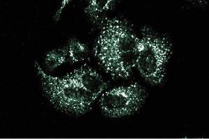 Immunofluorescence staining of HeLa cells. (Sorting Nexin 1 antibody  (AA 1-108))