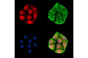 ABIN7095830 and ABIN7099892 staining Hela cells by IF/ICC. (PWWP2A antibody)