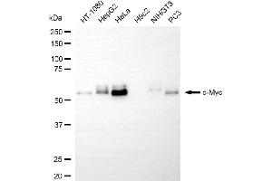Western blotting analysis using c-Myc antibody (ABIN7799506).