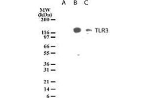 Image no. 2 for anti-Toll-Like Receptor 3 (TLR3) (AA 55-70) antibody (ABIN208035) (TLR3 antibody  (AA 55-70))
