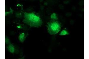 Anti-SMS mouse monoclonal antibody (ABIN2454716) immunofluorescent staining of COS7 cells transiently transfected by pCMV6-ENTRY SMS (RC200619). (SMS antibody)