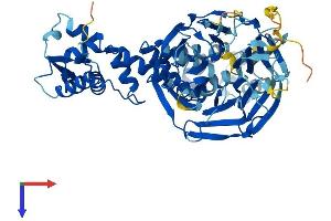 Kelch-Like 30 (KLHL30) (AA 1-578) protein (His tag)