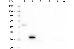 Western Blot of Mouse anti-Human Fc antibody. (Mouse anti-Human IgG (Fc Region) Antibody)