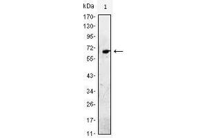 Western Blot showing EGF antibody used against EGF-hIgGFc transfected HEK293 cell lysate. (EGF antibody)