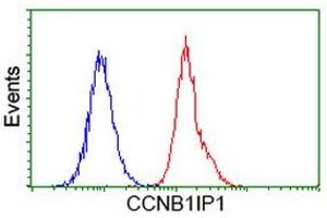 Flow cytometric Analysis of Hela cells, using anti-CCNB1IP1 antibody (ABIN2454441), (Red), compared to a nonspecific negative control antibody, (Blue). (CCNB1IP1 antibody)