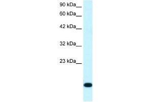 RPS16 antibody (20R-1082) used at 0. (RPS16 antibody  (N-Term))