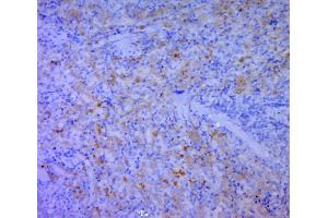 Paraformaldehyde-fixed, paraffin embedded rat spleen, Antigen retrieval by boiling in sodium citrate buffer (pH6. (CD5L antibody  (AA 221-347))