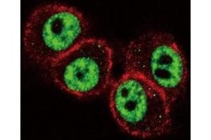 Confocal immunofluorescent analysis of RUNX1 antibody with HeLa cells followed by Alexa Fluor 488-conjugated goat anti-rabbit lgG (green). (RUNX1 antibody  (AA 227-255))