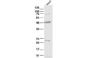 Mouse heart lysates probed with ABI3 Polyclonal Antibody, unconjugated at 1:2000 overnight at 4°C followed by a conjugated secondary antibody for 60 minutes at 37°C.