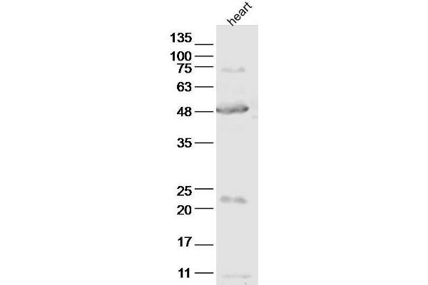 ABI3 antibody  (AA 151-250)