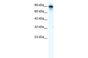 Western Blotting (WB) image for anti-Minichromosome Maintenance Complex Component 2 (MCM2) antibody (ABIN2461391) (MCM2 antibody)