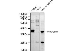 Western blot analysis of extracts of various cell lines, using Pleckstrin antibody (ABIN7269409) at 1:500 dilution. (Pleckstrin antibody)