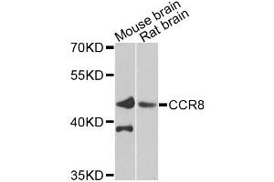 Western blot analysis of extracts of various cell lines, using CCR8 antibody (ABIN5975246) at 1/1000 dilution. (CCR8 antibody)