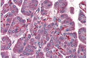 Human Pancreas (formalin-fixed, paraffin-embedded) stained with PAFAH1B1 antibody ABIN364420 at 3. (PAFAH1B1 antibody  (AA 397-410))