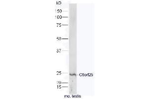 Mouse Testis lysates probed with Anti-C6orf25 Polyclonal Antibody, Unconjugated (ABIN2171807) at 1:300 in 4˚C. (C6orf25 antibody  (AA 1-100))