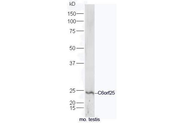 C6orf25 antibody  (AA 1-100)