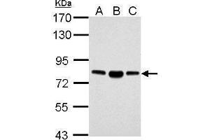 WB Image Sample (30 ug of whole cell lysate) A: NIH-3T3 B: JC C: BCL-1 7. (ACSL4 antibody  (C-Term))