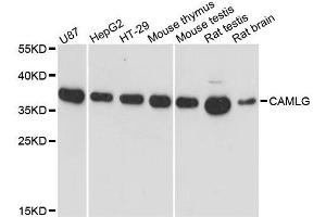 Western blot analysis of extracts of various cell lines, using CAMLG antibody. (CAMLG antibody  (AA 1-190))