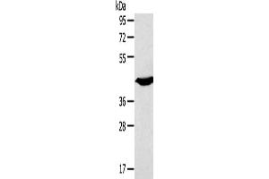 Gel: 8 % SDS-PAGE, Lysate: 40 μg, Lane: Mouse heart tissue, Primary antibody: ABIN7191189(KCNK3 Antibody) at dilution 1/200, Secondary antibody: Goat anti rabbit IgG at 1/8000 dilution, Exposure time: 10 seconds (KCNK3 antibody)