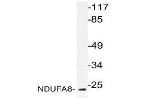 Western blot (WB) analysis of NDUFA8 antibody in extracts from 293 cells. (NDUFA8 antibody)