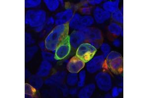 Immunofluorescence staining of HEK-293 cells cotransfected with PRR7 / TRAP3 (red) and GFP-PSD-95 (green). (PRR7 antibody  (C-Term, Intracellular))