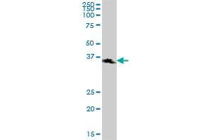 STX7 MaxPab polyclonal antibody. (Syntaxin 7 antibody  (AA 1-261))