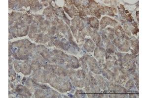 Immunoperoxidase of monoclonal antibody to RIPK2 on formalin-fixed paraffin-embedded human pancreas. (RIPK2 antibody  (AA 431-540))