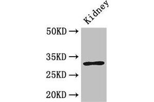 Western Blot Positive WB detected in: Mouse kidney tissue All lanes: FAM151B antibody at 2.