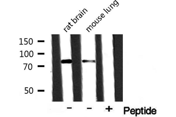 RBAK antibody  (N-Term)