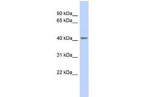 WB Suggested Anti-KLF1 Antibody Titration:  0. (KLF1 antibody  (N-Term))
