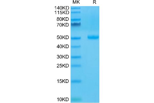 CTLA4 Protein (AA 36-161) (Fc Tag)