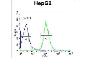 SERPINC1 Antibody (C-term) (ABIN390671 and ABIN2840966) flow cytometric analysis of HepG2 cells (right histogram) compared to a negative control cell (left histogram). (SERPINC1 antibody  (C-Term))