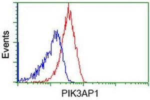 Image no. 1 for anti-phosphoinositide-3-Kinase Adaptor Protein 1 (PIK3AP1) antibody (ABIN1496828) (PIK3AP1 antibody)