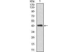 Western blot analysis using CLGN mAb against human CLGN recombinant protein. (Calmegin antibody  (AA 249-405))