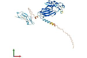 AlphaFold protein structure predicition of Mouse Recombinant Itgb1bp2 Protein, UniprotID Q9R000