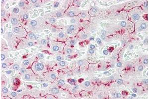 Human Liver (formalin-fixed, paraffin-embedded) stained with CEACAM1 antibody ABIN461971 at 10 ug/ml followed by biotinylated secondary antibody, alkaline phosphatase-streptavidin and chromogen. (CD66acd antibody)