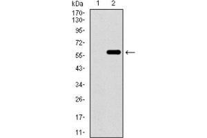 Western Blotting (WB) image for anti-WD Repeat Domain 66 (WDR66) (AA 1-250) antibody (ABIN1846469)