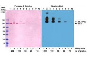 Western blot of BSA and PEGylated BSA (mPEG 5 kDa) using 0. (Recombinant PEG antibody  (methoxylated))