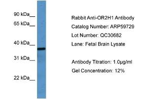 WB Suggested Anti-OR2H1  Antibody Titration: 0. (OR2H1 antibody  (C-Term))