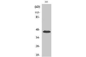 Western Blotting (WB) image for anti-Mitogen-Activated Protein Kinase Kinase 1/2 (MAP2K1/2) (pSer218), (pSer222) antibody (ABIN3182066) (MEK1/2 antibody  (pSer218, pSer222))