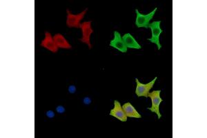 ABIN7096788 and ABIN7100854 staining HepG2 cells by IF/ICC.