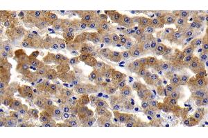 Detection of TNFa in Bovine Liver Tissue using Polyclonal Antibody to Tumor Necrosis Factor Alpha (TNFa) (TNF alpha antibody  (AA 71-234))