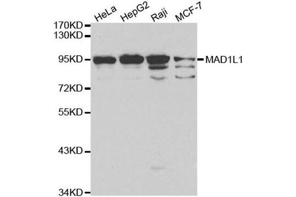 MAD1L1 antibody  (AA 360-700)