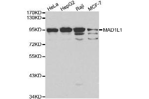 Western blot analysis of extracts of various cell lines, using MAD1L1 antibody.